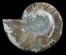 Cut Ammonite Fossil (Half) - Agatized #54355-1